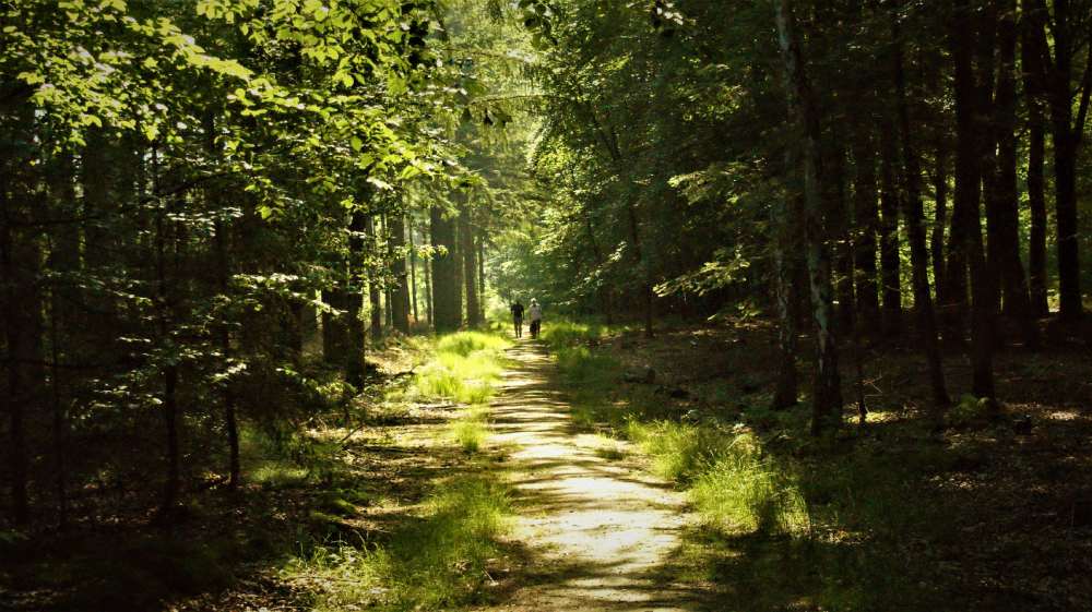 Photo aritha de pixabay randonneurs foret aritha de pixabay