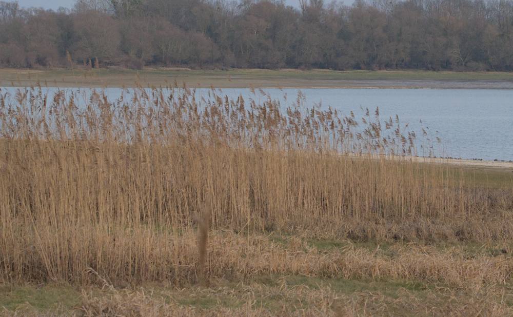 Photo DomB roseliere champaubert 2026 domb