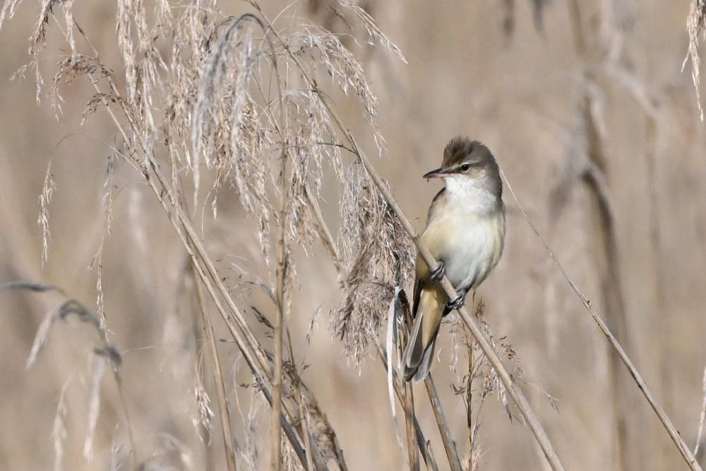 Photo DomB rousserolle domb