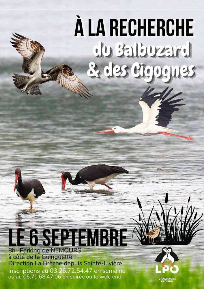 Affiche LPO C.A. sortie balbucigognes 2026