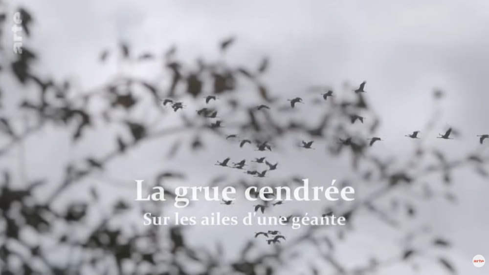 sur les ailes dune geante arte