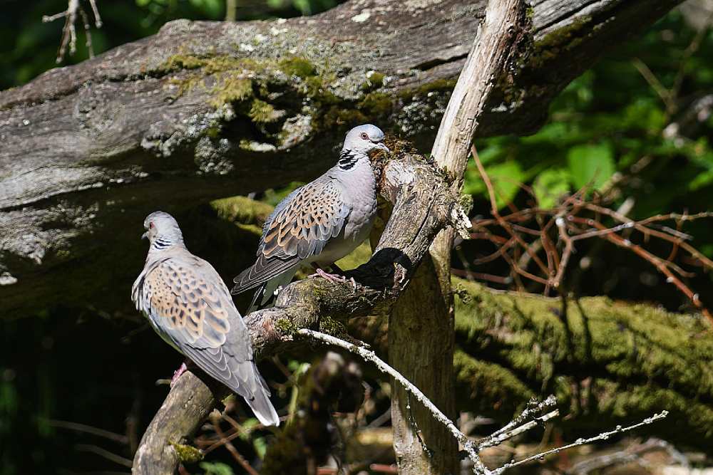 tourterelles des bois michel jamar