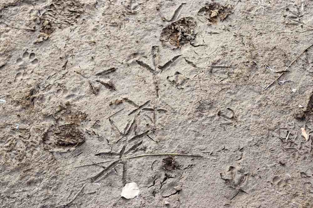 Photo angela de pixabay traces angela de pixabay