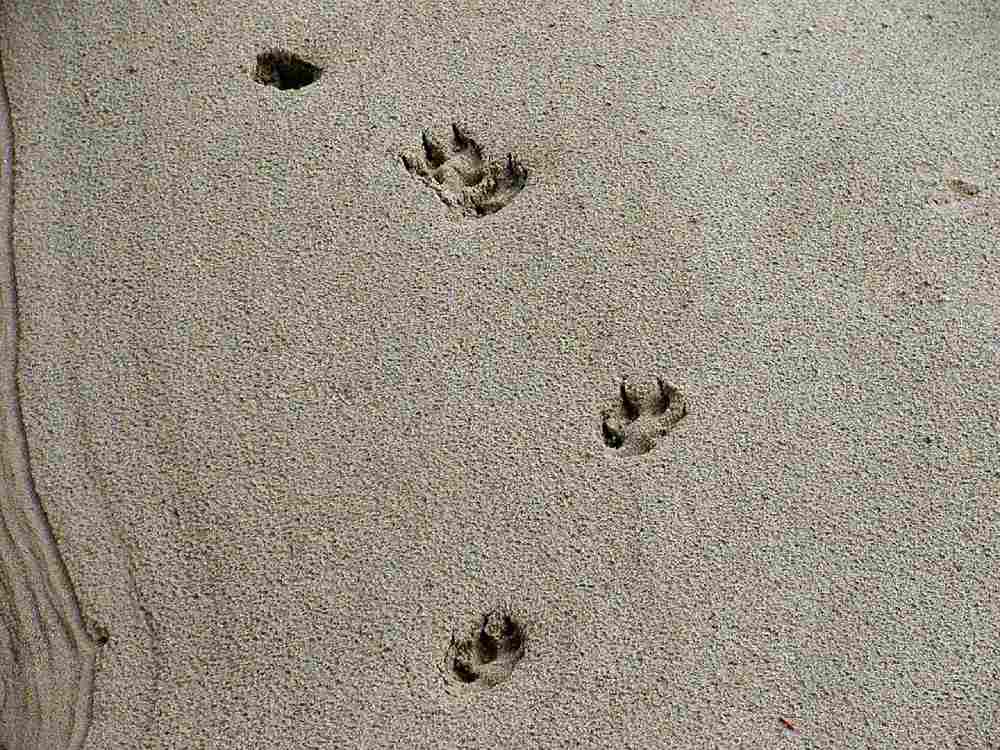 traces animaux brigitte werner de pixabay