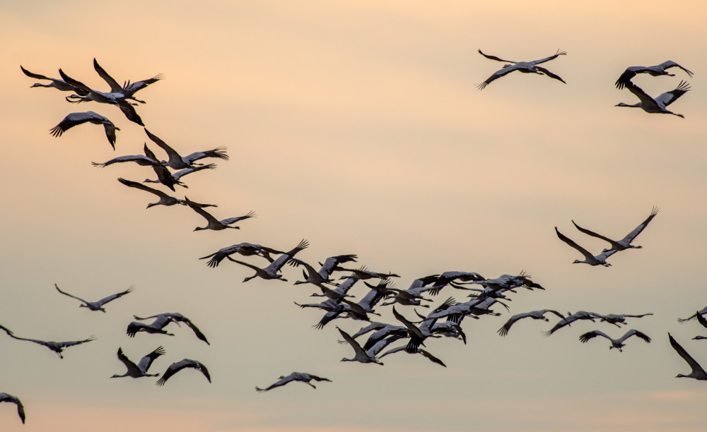 vol de grues cendrees christine thomasson