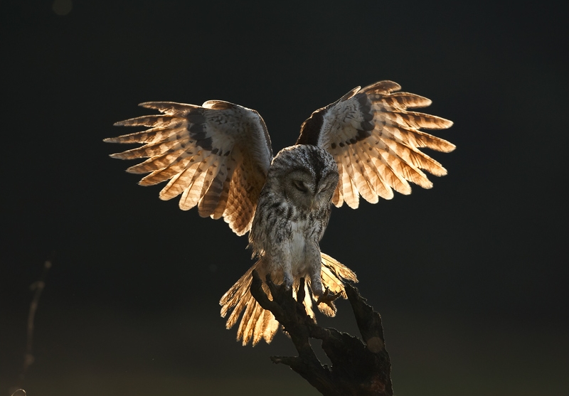 Strix aluco 1 Martin Mecnarowski