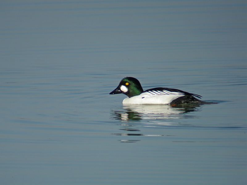 garrot oeil or3585 fabrice croset