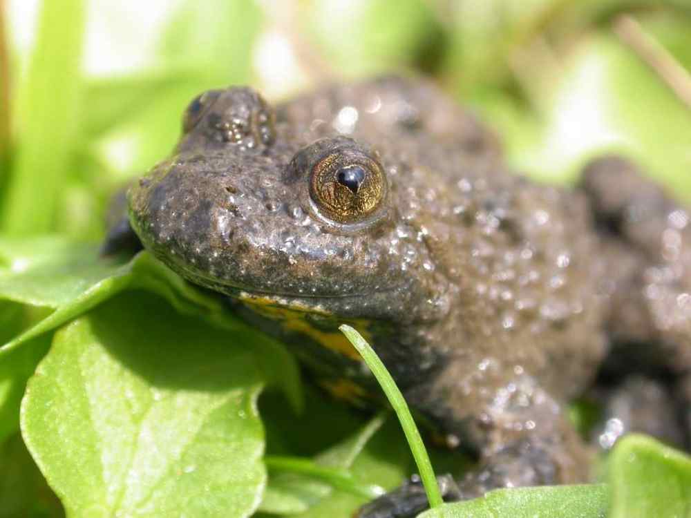 crapaud sonneur à ventre jaune