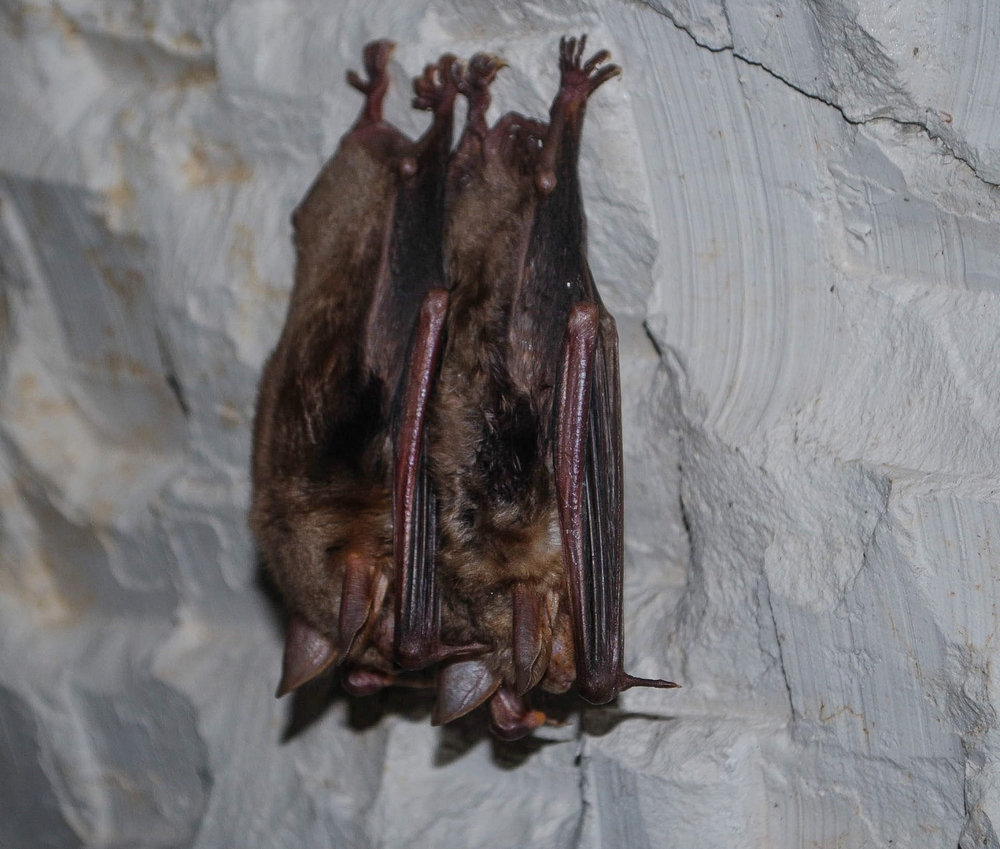 Grand murin (Denis Fourcaud)